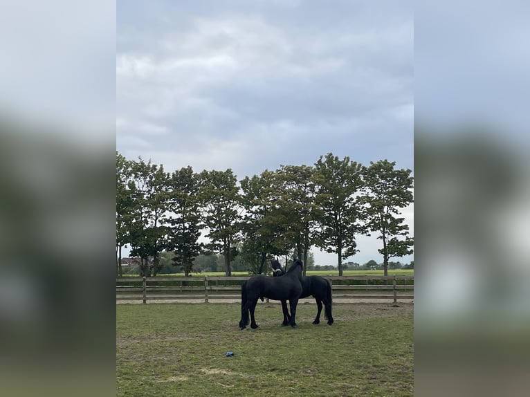 Friesen Wallach 6 Jahre Rappe in Ahrensburg