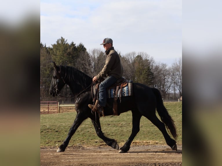 Friesen Wallach 6 Jahre Rappe in Howell