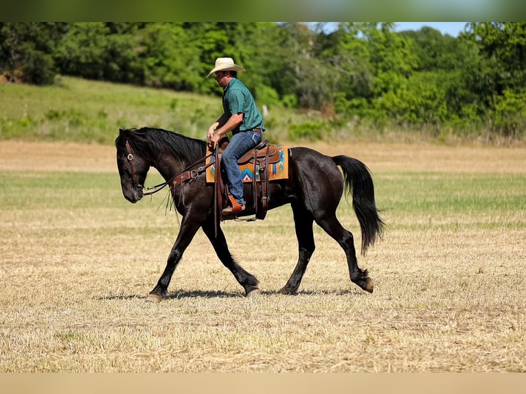 Friesen Mix Wallach 6 Jahre Rappe in Santa Fe