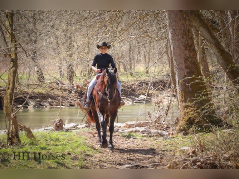 Friesen Wallach 6 Jahre Rappe in flemingsburg KY