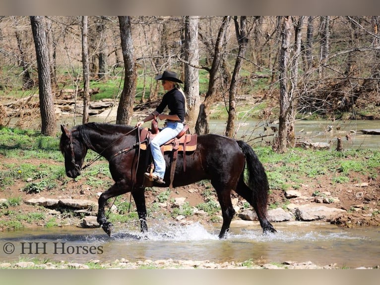 Friesen Wallach 6 Jahre Rappe in flemingsburg KY