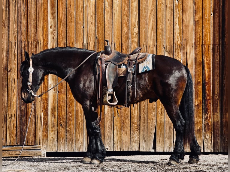 Friesen Wallach 6 Jahre Rappe in MidWAY ut