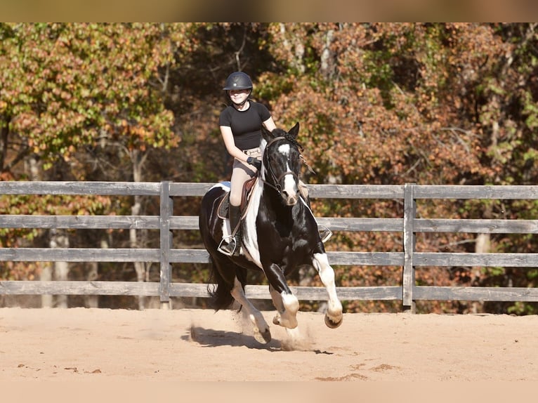 Friesen Mix Wallach 6 Jahre Schecke in Clover