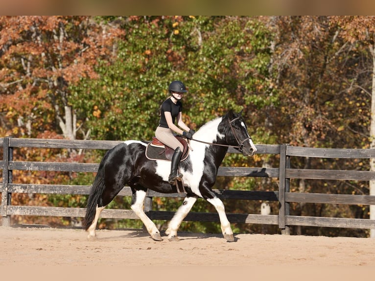 Friesen Mix Wallach 6 Jahre Schecke in Clover