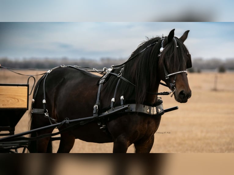 Friesen Mix Wallach 7 Jahre 152 cm Dunkelbrauner in Grand Island