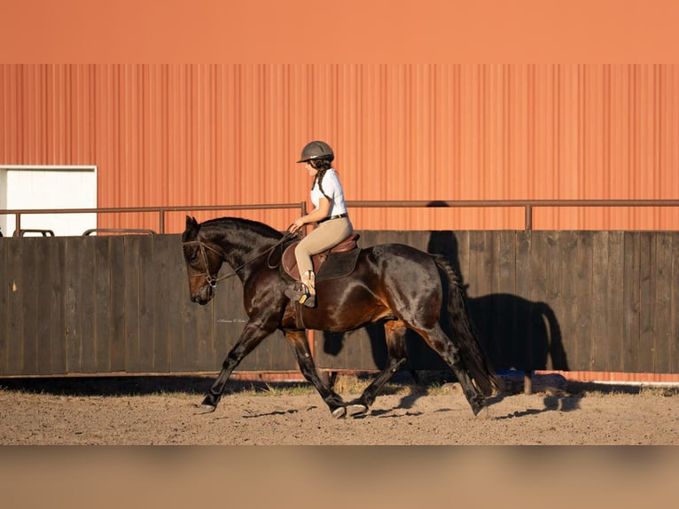 Friesen Mix Wallach 7 Jahre 152 cm Dunkelbrauner in Grand Island