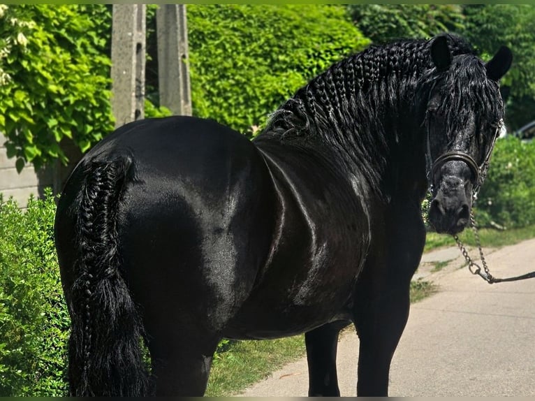Friesen Mix Wallach 7 Jahre 155 cm Rappe in Neu Gaarz