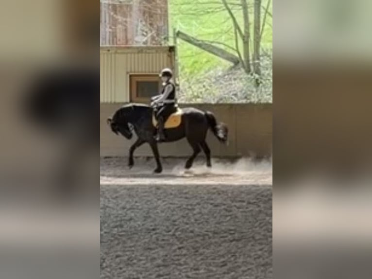Friesen Mix Wallach 7 Jahre 155 cm Rappe in Gelnhausen