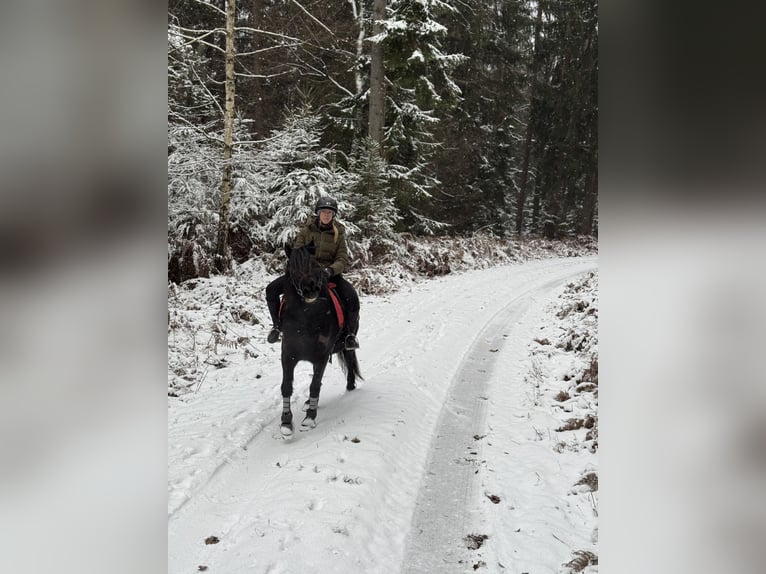Friesen Mix Wallach 7 Jahre 155 cm Rappe in Gelnhausen