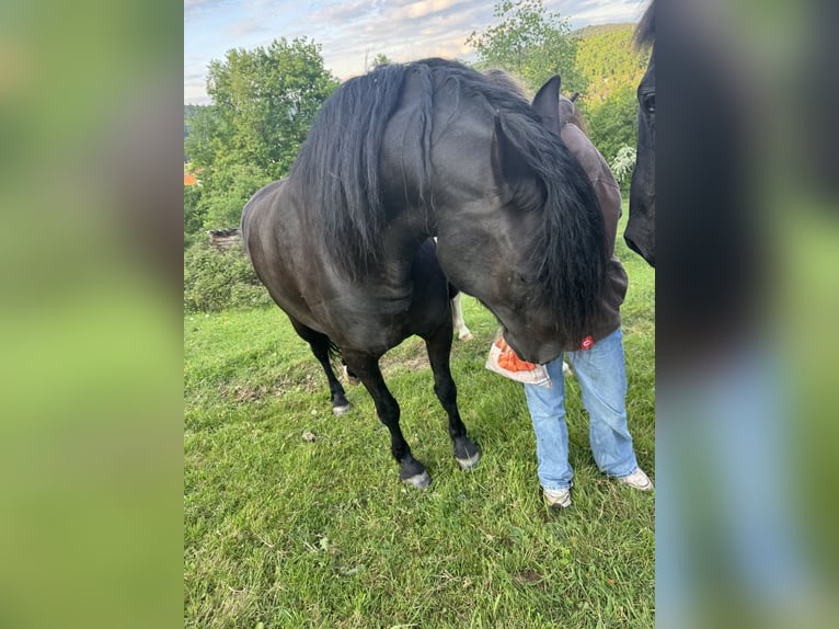 Friesen Mix Wallach 7 Jahre 155 cm Rappe in Gelnhausen