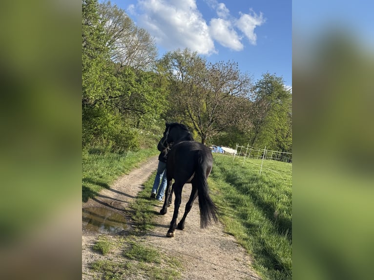 Friesen Mix Wallach 7 Jahre 155 cm Rappe in Gelnhausen