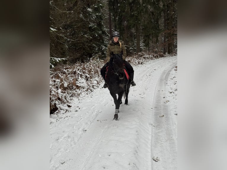 Friesen Mix Wallach 7 Jahre 155 cm Rappe in Gelnhausen