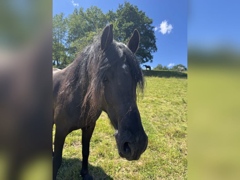 Friesen Mix Wallach 7 Jahre 155 cm Rappe in Gelnhausen