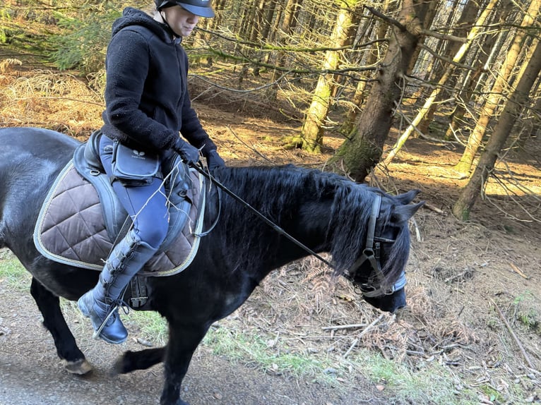 Friesen Mix Wallach 7 Jahre 155 cm Rappe in Gelnhausen