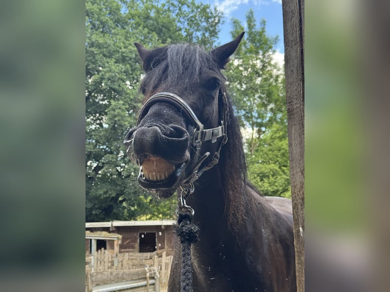 Friesen Mix Wallach 7 Jahre 155 cm Rappe in Gelnhausen