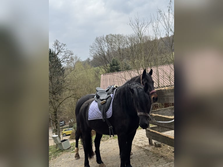 Friesen Mix Wallach 7 Jahre 155 cm Rappe in Gelnhausen