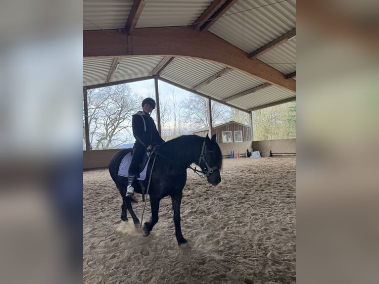 Friesen Mix Wallach 7 Jahre 155 cm Rappe in Gelnhausen