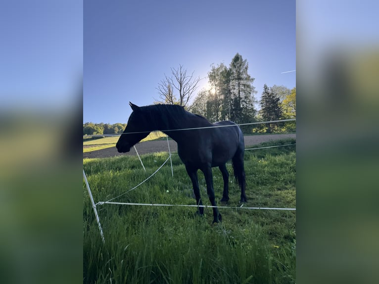 Friesen Mix Wallach 7 Jahre 155 cm Rappe in Gelnhausen