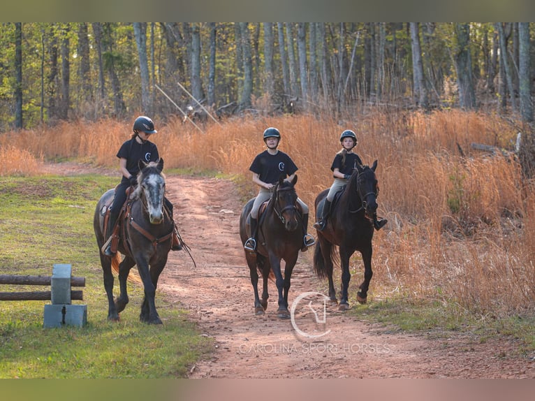 Friesen Wallach 7 Jahre 155 cm Rappe in Clover, SC