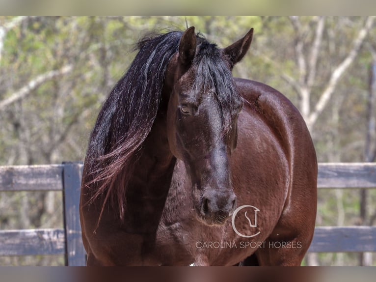 Friesen Wallach 7 Jahre 155 cm Rappe in Clover, SC