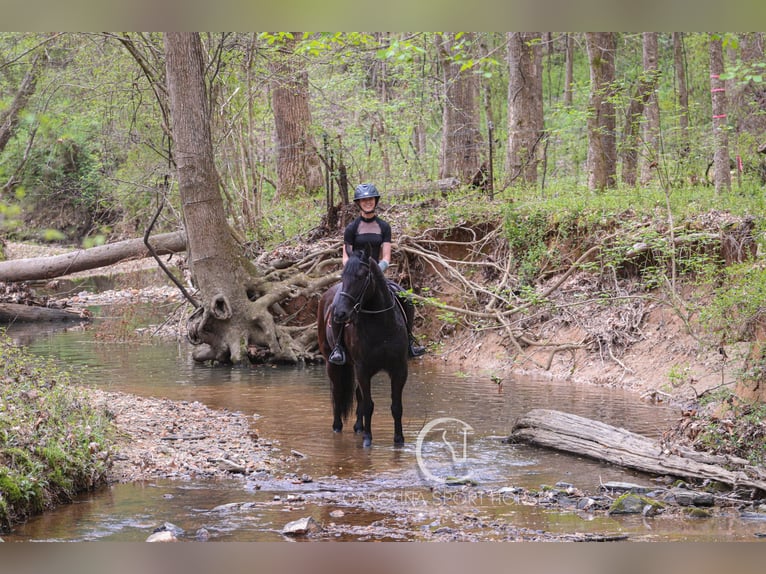 Friesen Wallach 7 Jahre 155 cm Rappe in Clover, SC