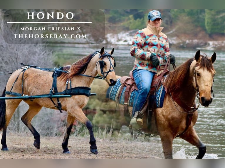 Friesen Mix Wallach 7 Jahre 157 cm Buckskin in Hesperia, MI