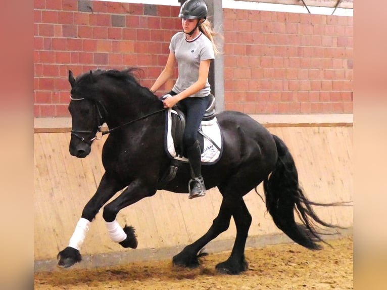 Friesen Wallach 7 Jahre 158 cm Rappe in Dorsten