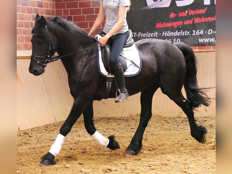 Friesen Wallach 7 Jahre 158 cm Rappe in Dorsten