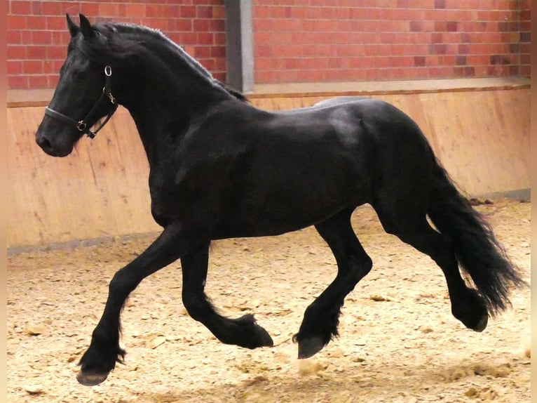 Friesen Wallach 7 Jahre 158 cm Rappe in Dorsten