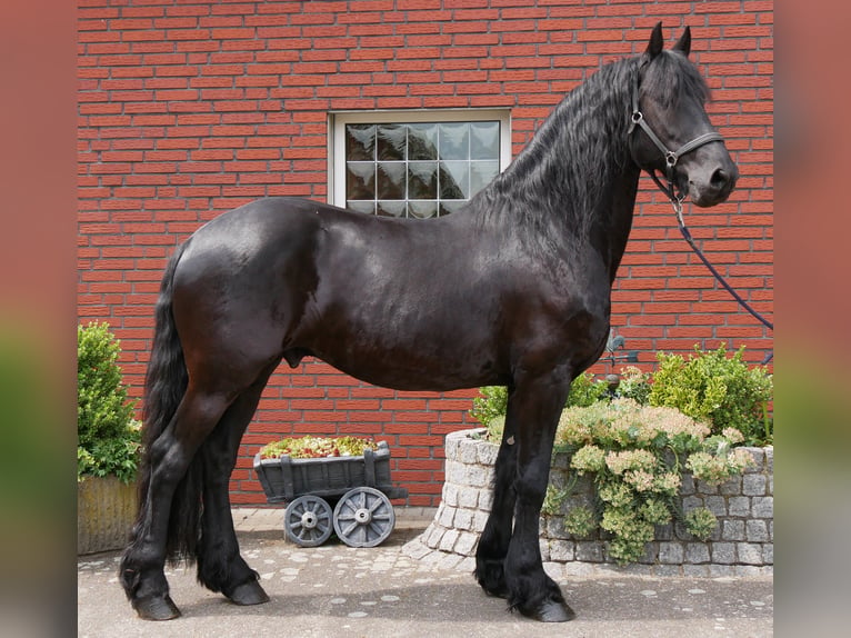 Friesen Wallach 7 Jahre 158 cm Rappe in Dorsten