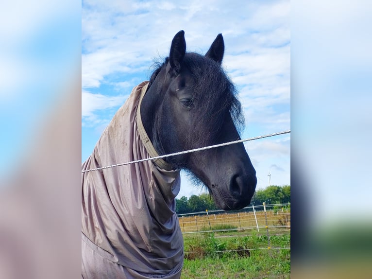 Friesen Wallach 7 Jahre 160 cm Rappe in Brieselang