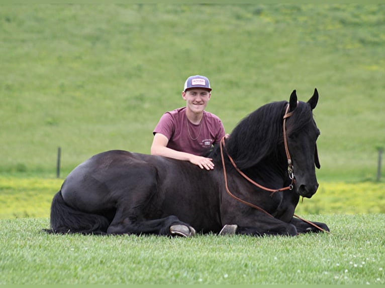 Friesen Wallach 7 Jahre 160 cm Rappe in Whitley City KY