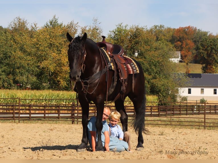 Friesen Wallach 7 Jahre 160 cm Rappe in Sugarcreek