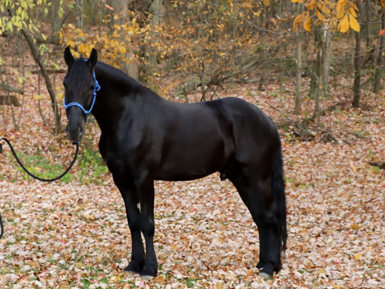 Friesen Wallach 7 Jahre 160 cm Rappe in Sugarcreek