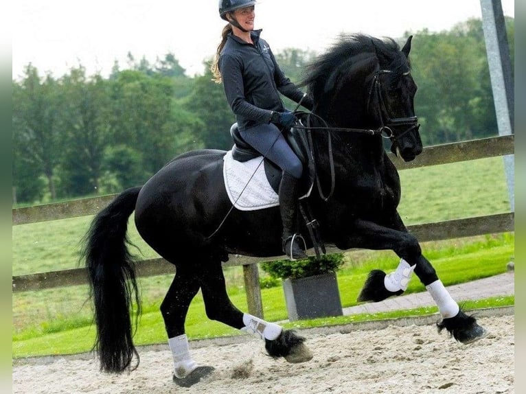 Friesen Wallach 7 Jahre 163 cm Rappe in Amsterdam