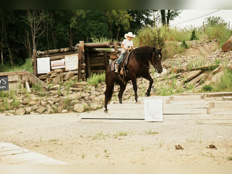 Friesen Mix Wallach 7 Jahre 163 cm Rappe in Fresno