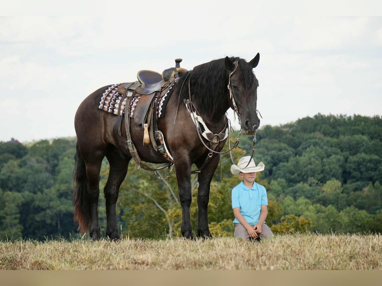 Friesen Mix Wallach 7 Jahre 163 cm Rappe in Fresno
