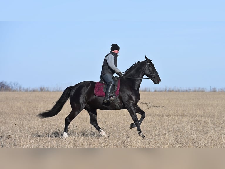 Friesen Wallach 7 Jahre 163 cm Rappe in Fairbank IA