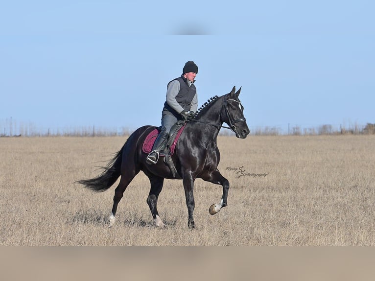 Friesen Wallach 7 Jahre 163 cm Rappe in Fairbank IA
