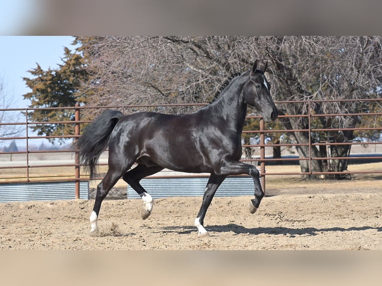 Friesen Wallach 7 Jahre 163 cm Rappe in Fairbank IA