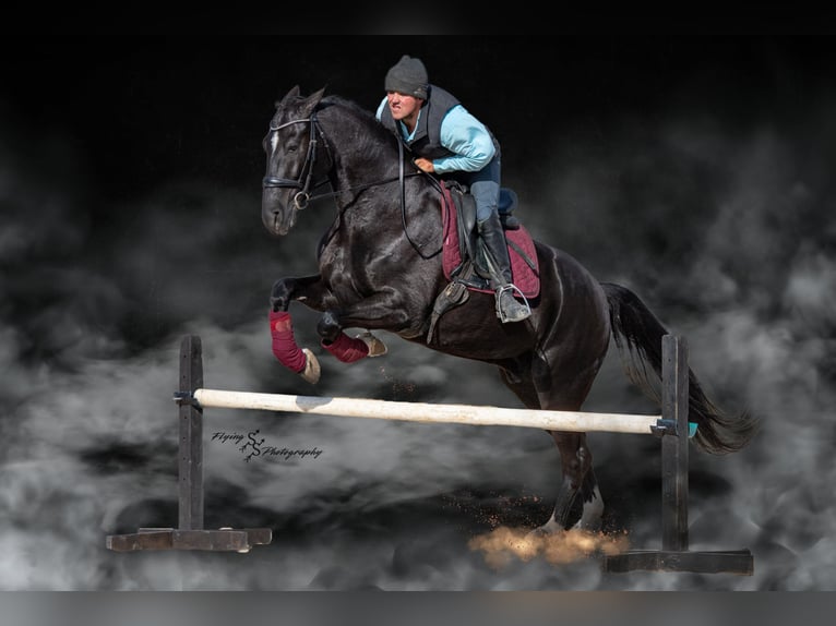 Friesen Wallach 7 Jahre 163 cm Rappe in Fairbank IA