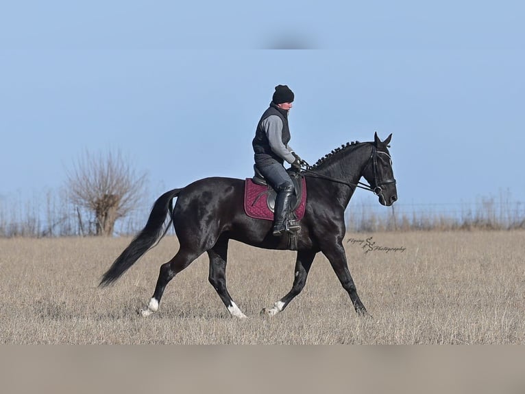 Friesen Wallach 7 Jahre 163 cm Rappe in Fairbank IA