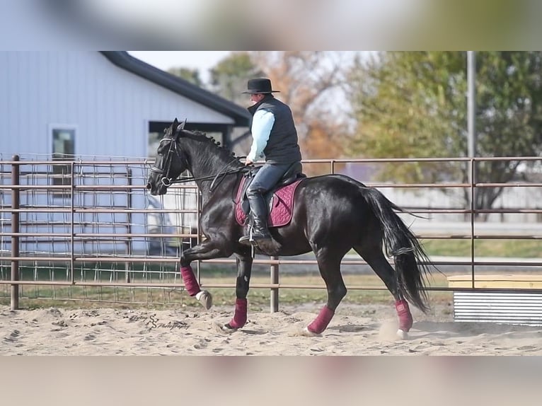 Friesen Wallach 7 Jahre 163 cm Rappe in Fairbank IA