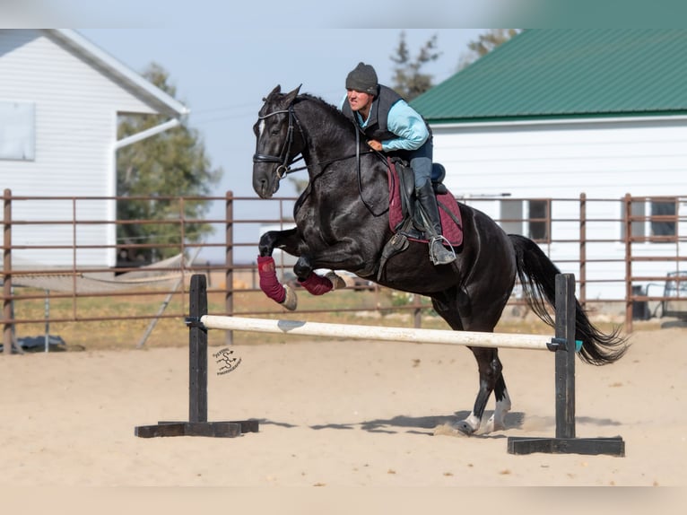 Friesen Wallach 7 Jahre 163 cm Rappe in Fairbank IA