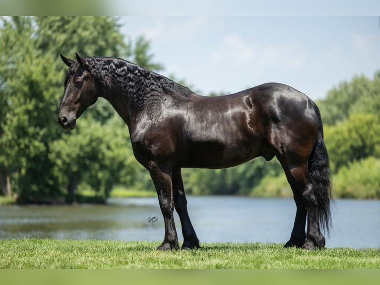 Friesen Wallach 7 Jahre 163 cm Rappe in Windom
