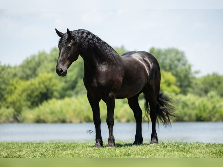 Friesen Wallach 7 Jahre 163 cm Rappe in Windom