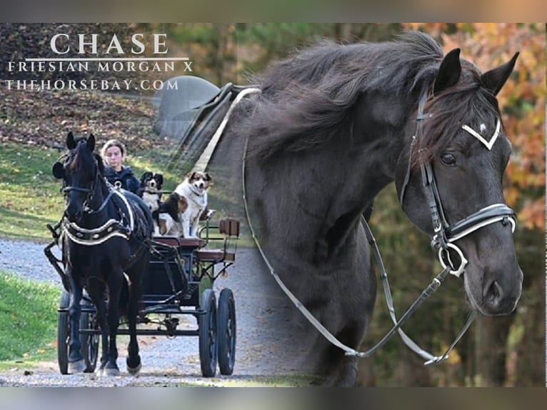 Friesen Mix Wallach 7 Jahre 163 cm Rappe in Millersburg, OH