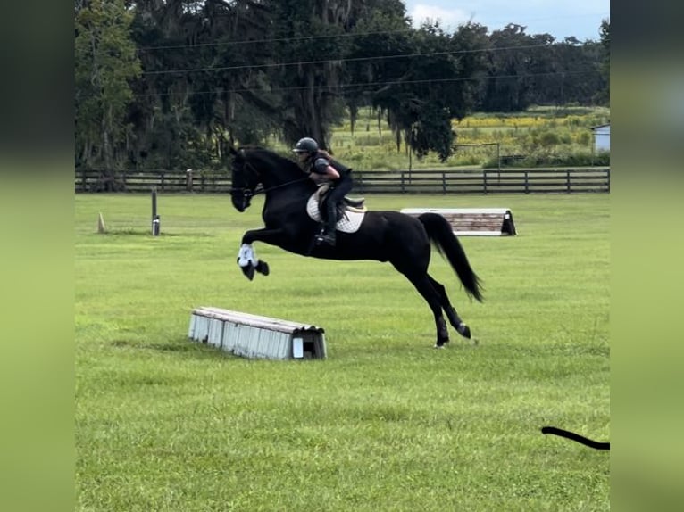 Friesen Mix Wallach 7 Jahre 163 cm Rappe in Ocala, FL