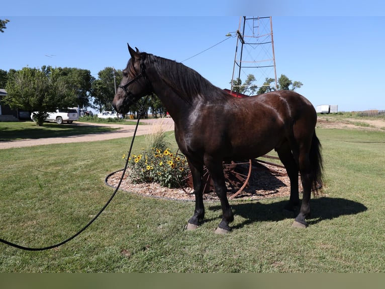 Friesen Wallach 7 Jahre 163 cm Rappe in Windom MN