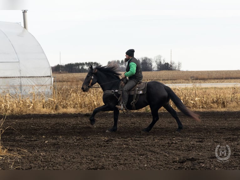 Friesen Wallach 7 Jahre 163 cm Rappe in Windom MN